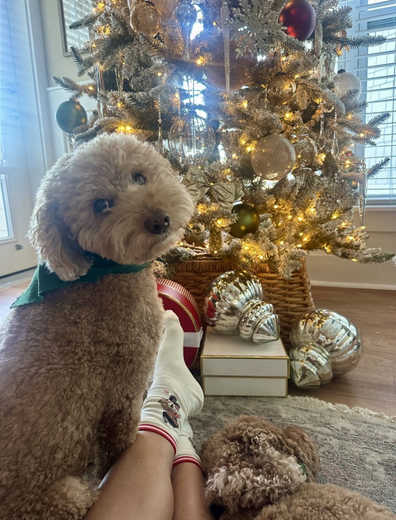 🧸 🧦 🧸

#LTKgrwm #LTKGiftGuide #LTKdayinmylife