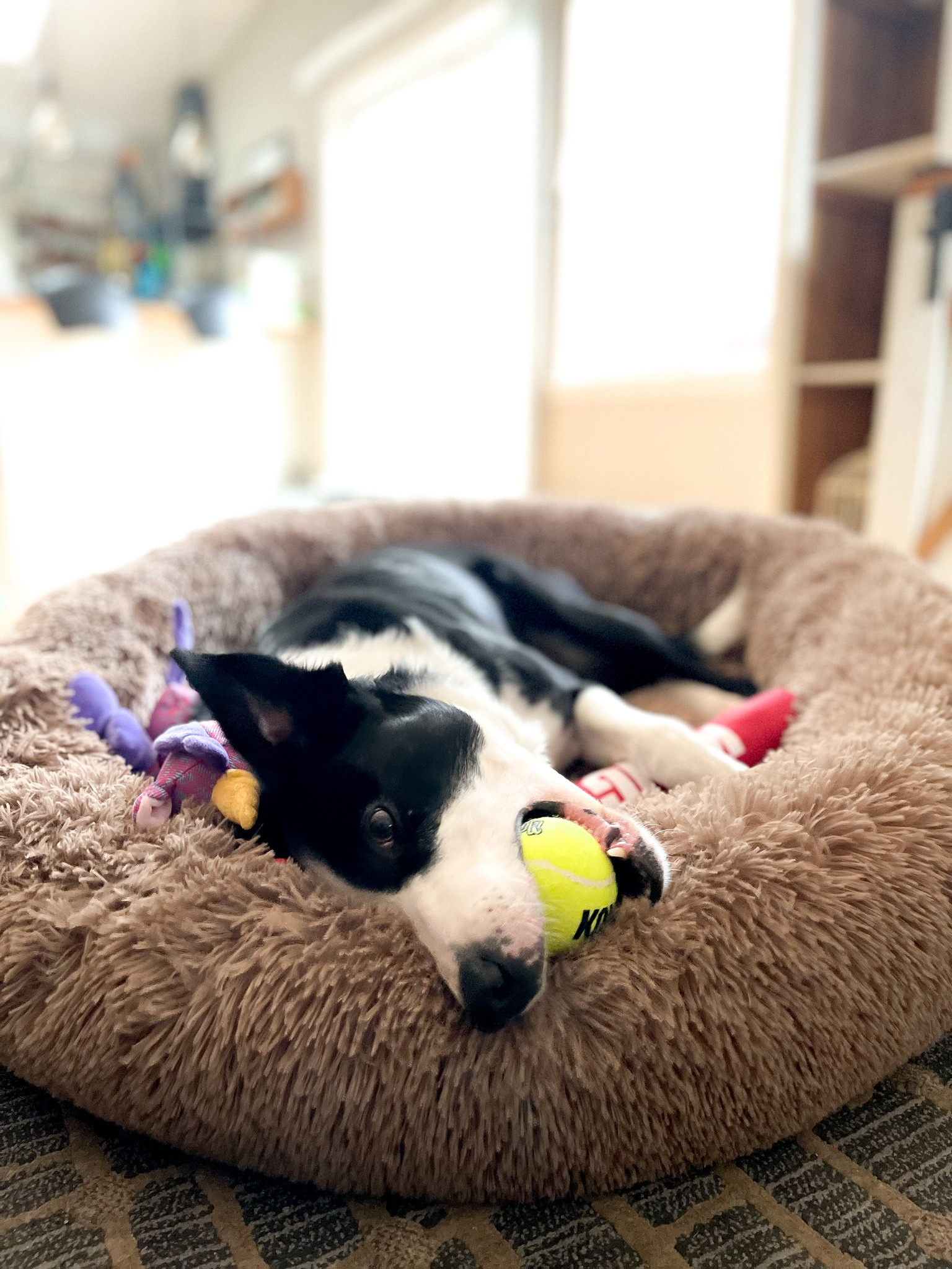 aesthetic dog bed ⚡️

*for reference: Lola is 50 lbs + size large is perfect for her! :)

#LTKfamily #LTKhome