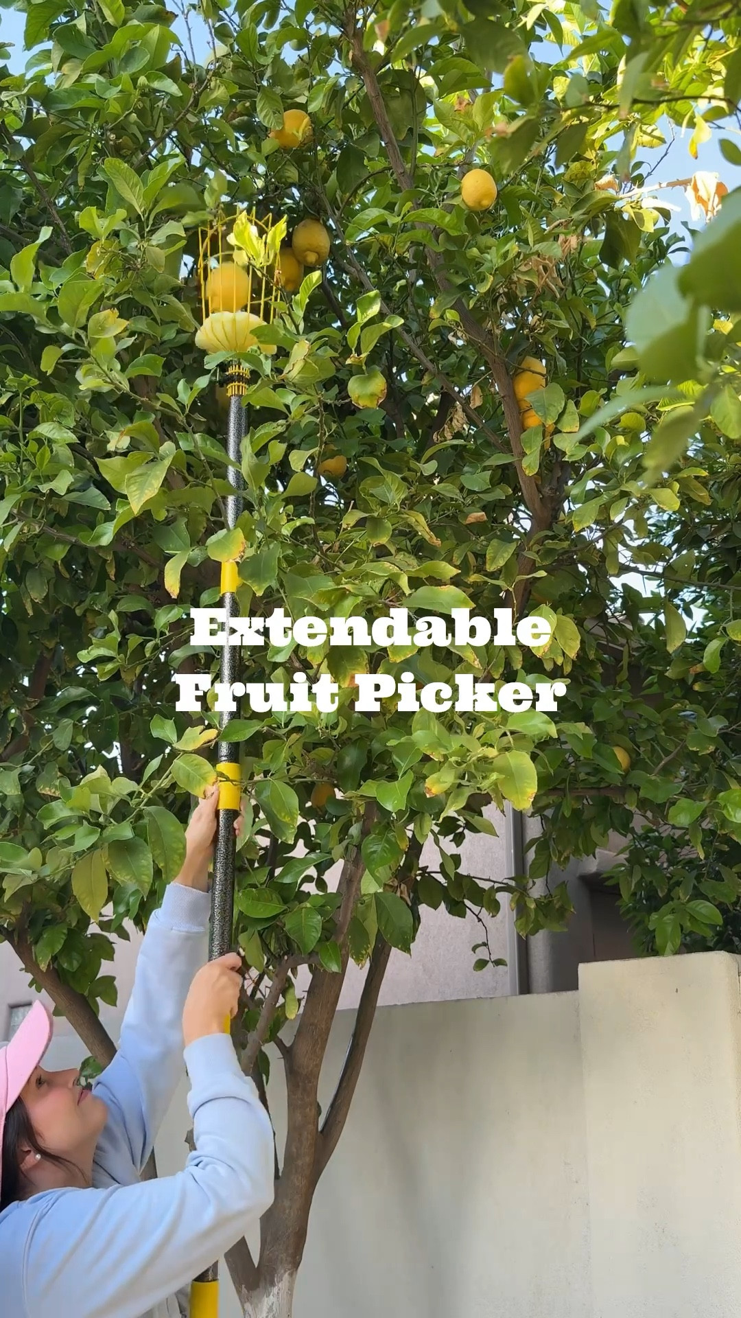This fruit picker is amazing if you have citrus, apple, peach, or other fruit trees in your backyard garden. It has a large basket and cushion for fruit so they don’t get bruised. I made the mistake and got mine on Amazon but it was hard to assemble and isn’t extendable like advertised. I would get the ones linked here instead that are a little more $ but worth it since you’ll have this forever! 

#LTKSeasonal #LTKHome #LTKFindsUnder50