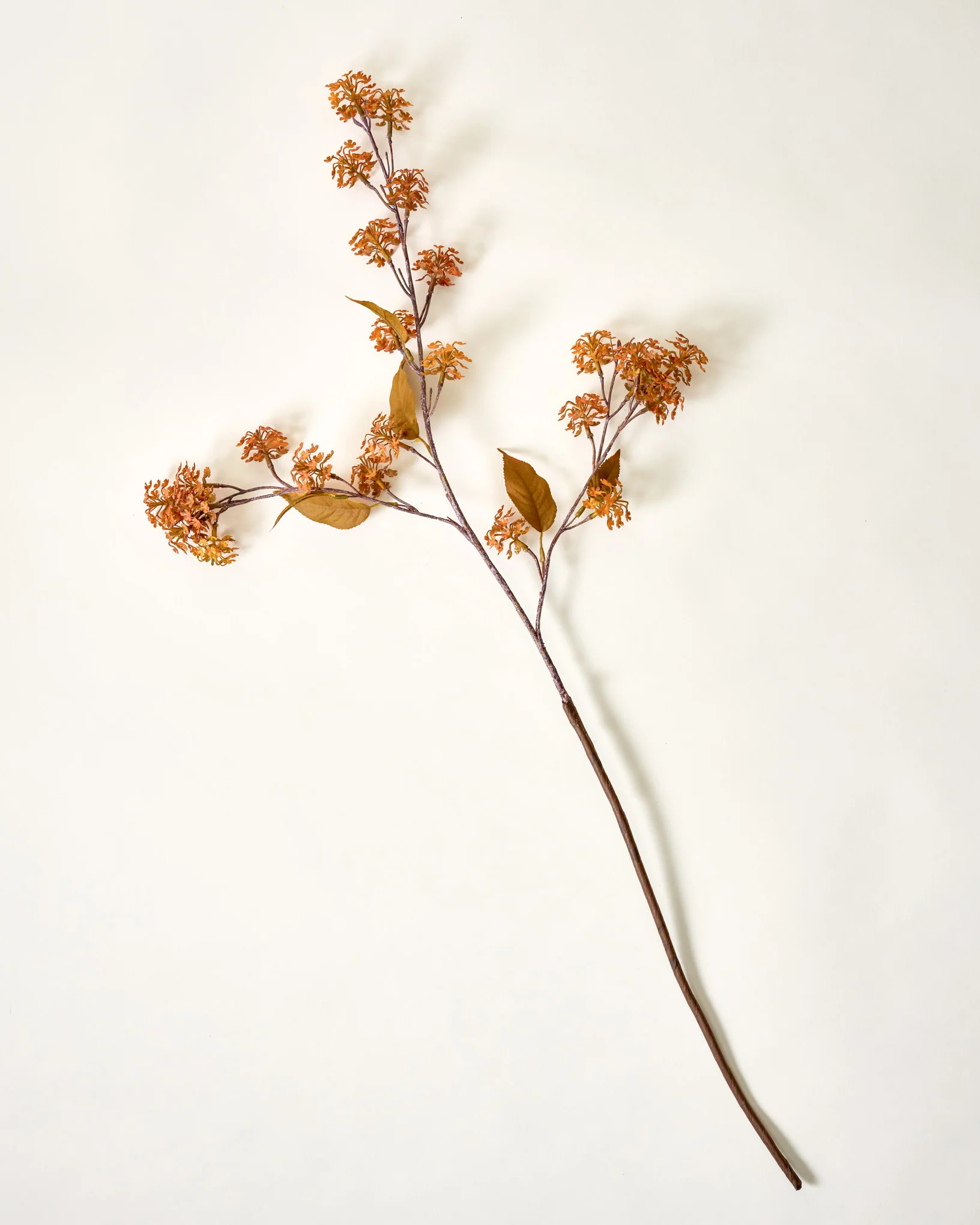 Elderberry Stem | Magnolia