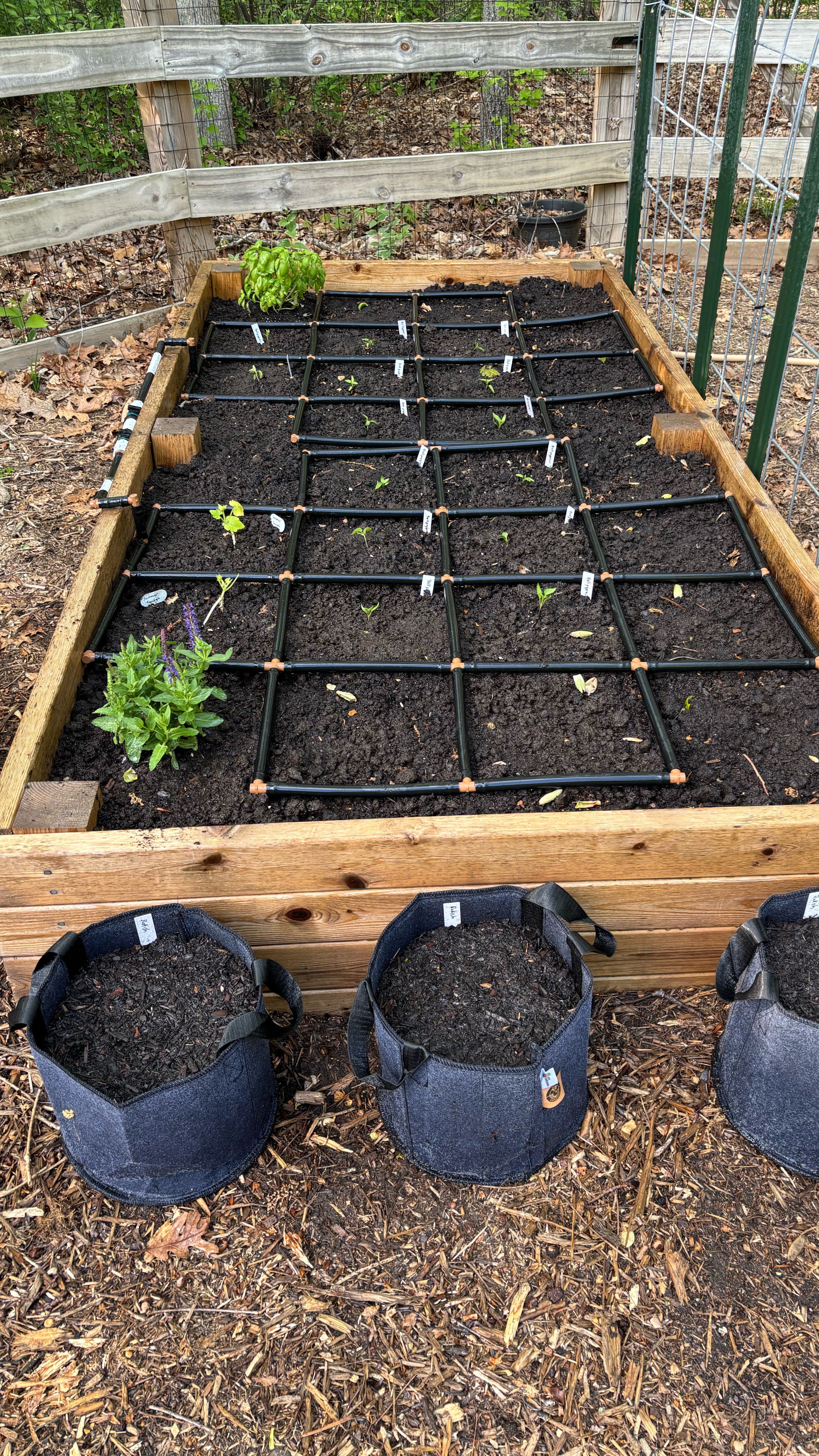 Newest addition to our garden is our garden grid irrigation system.  Two grids took 10 minutes to set up. Garden life just got a little easier! 

Some highlights that we love:
-Grid comes pre-assembled 
-controlled water flow
-perfectly spaced plants
-easily connect multiple grids
-made in the USA! 

#gardendesign #homeandgarden #garden #gardening #vegetablegarden #gardentools

#LTKSeasonal #LTKHome #LTKFamily