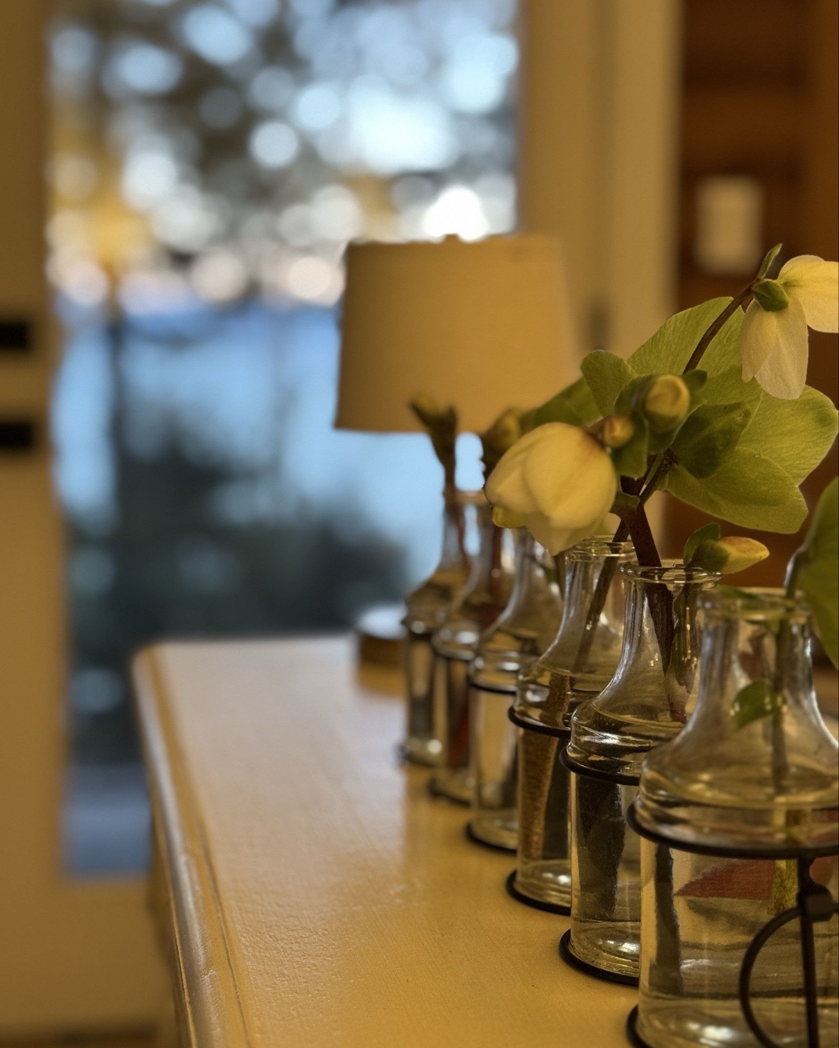 Early morning light as the sun rises over the ocean. Helebores from the garden are the first signal of spring, even though it’s early January  

#LTKwinter #LTKhome