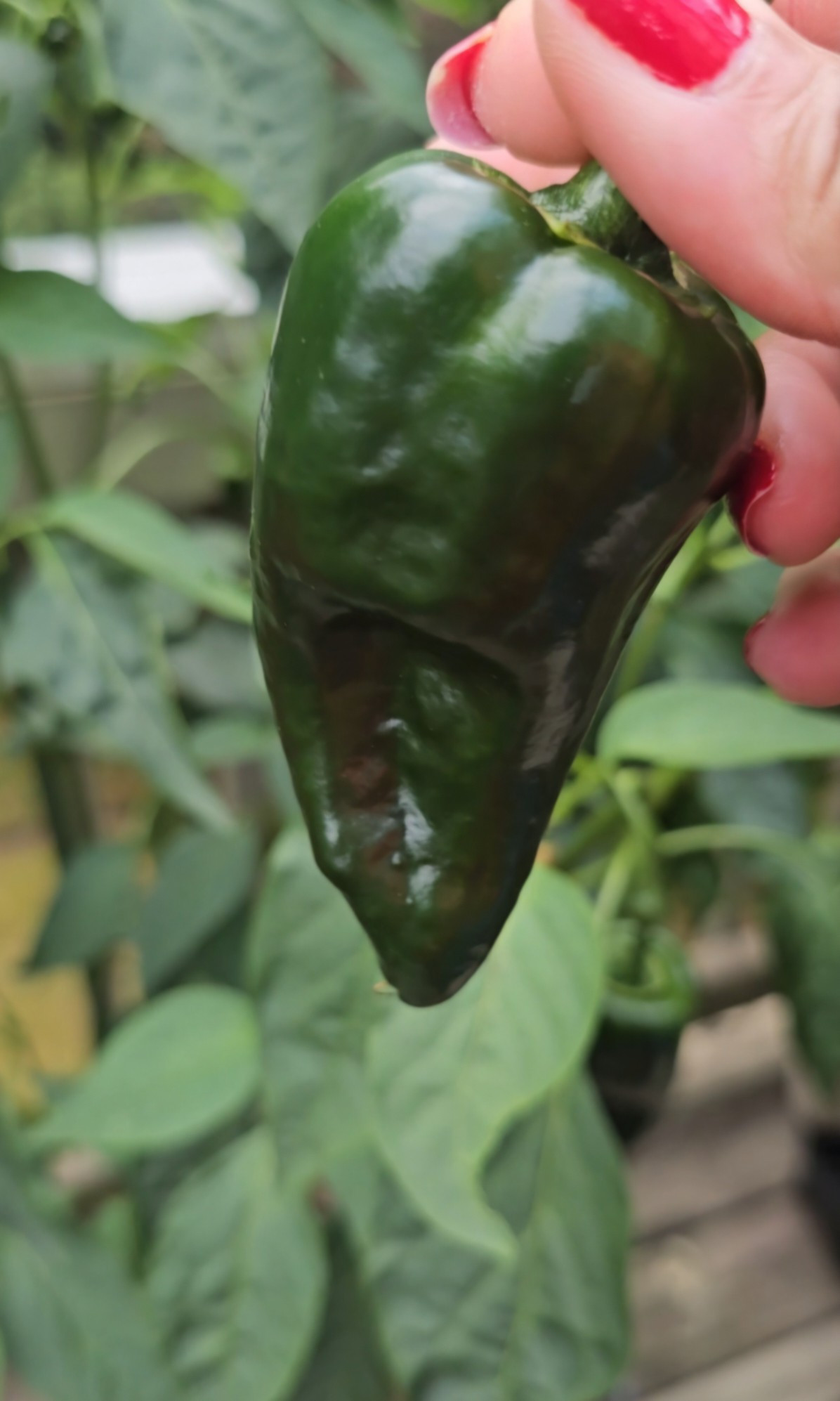 Home grown Poblano Pepper 

#LTKfoodie #LTKSeasonal #LTKHome