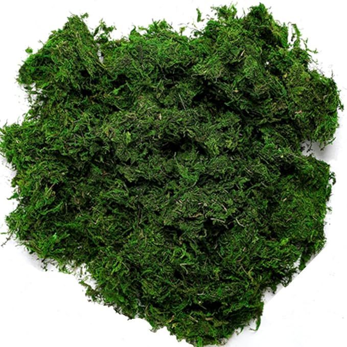 Byher 92926 Preserved Forest Moss, Fresh Green (16OZ) | Amazon (US)