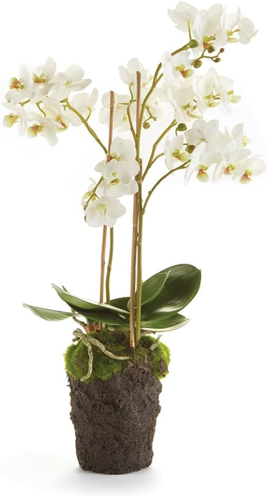 Conservatory PHALAENOPSIS Orchid Drop-in 20-INCH | Amazon (US)