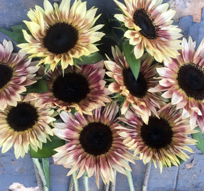 Sunflower seeds " CHERY ROSE'   20/Pkt | Etsy (US)