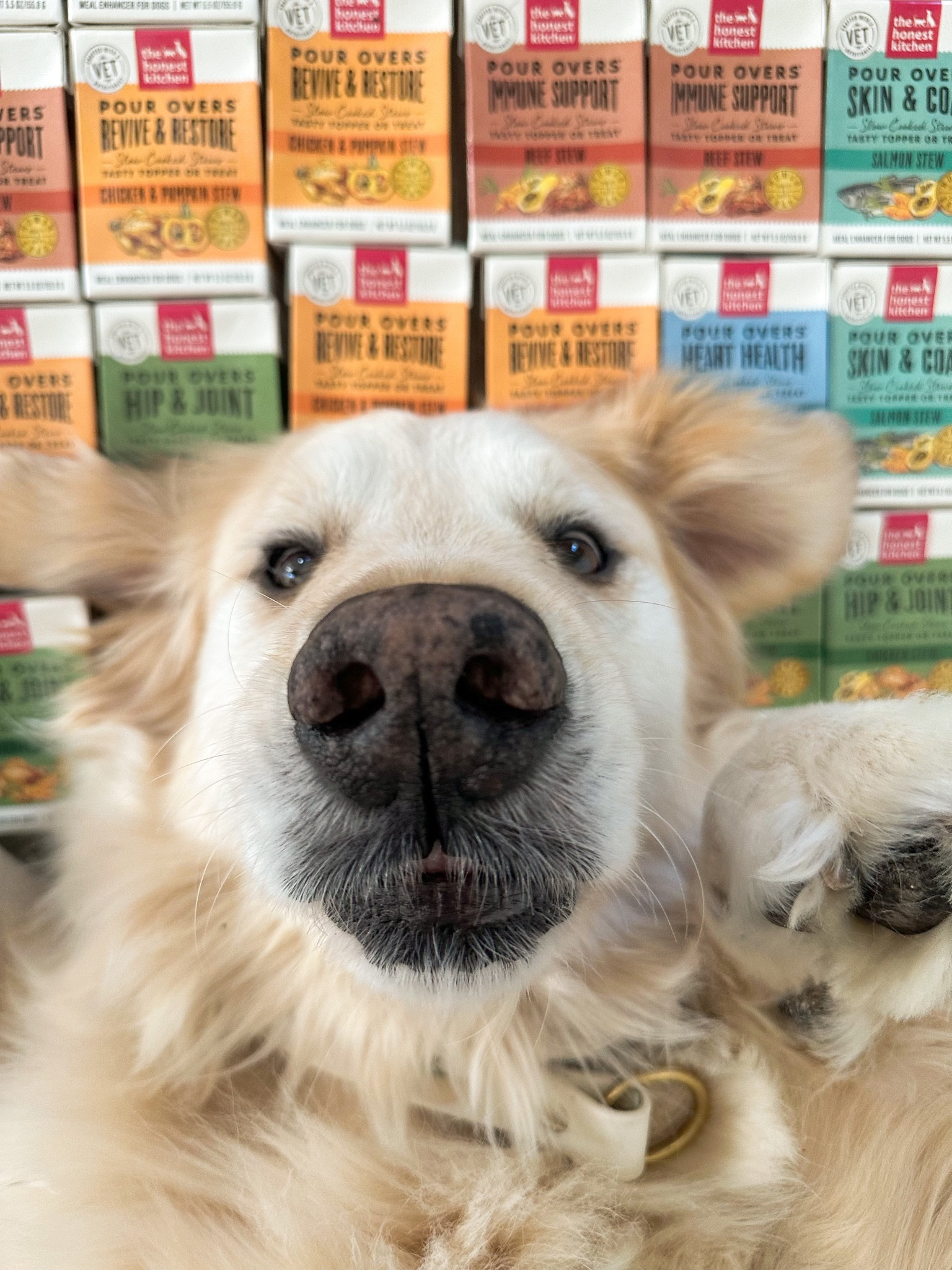 Looking for a tasty way to add supplements to your dog’s diet? Check out these toppers from Honest Kitchen! 


#LTKpets #LTKdogs

#LTKhome #LTKGiftGuide