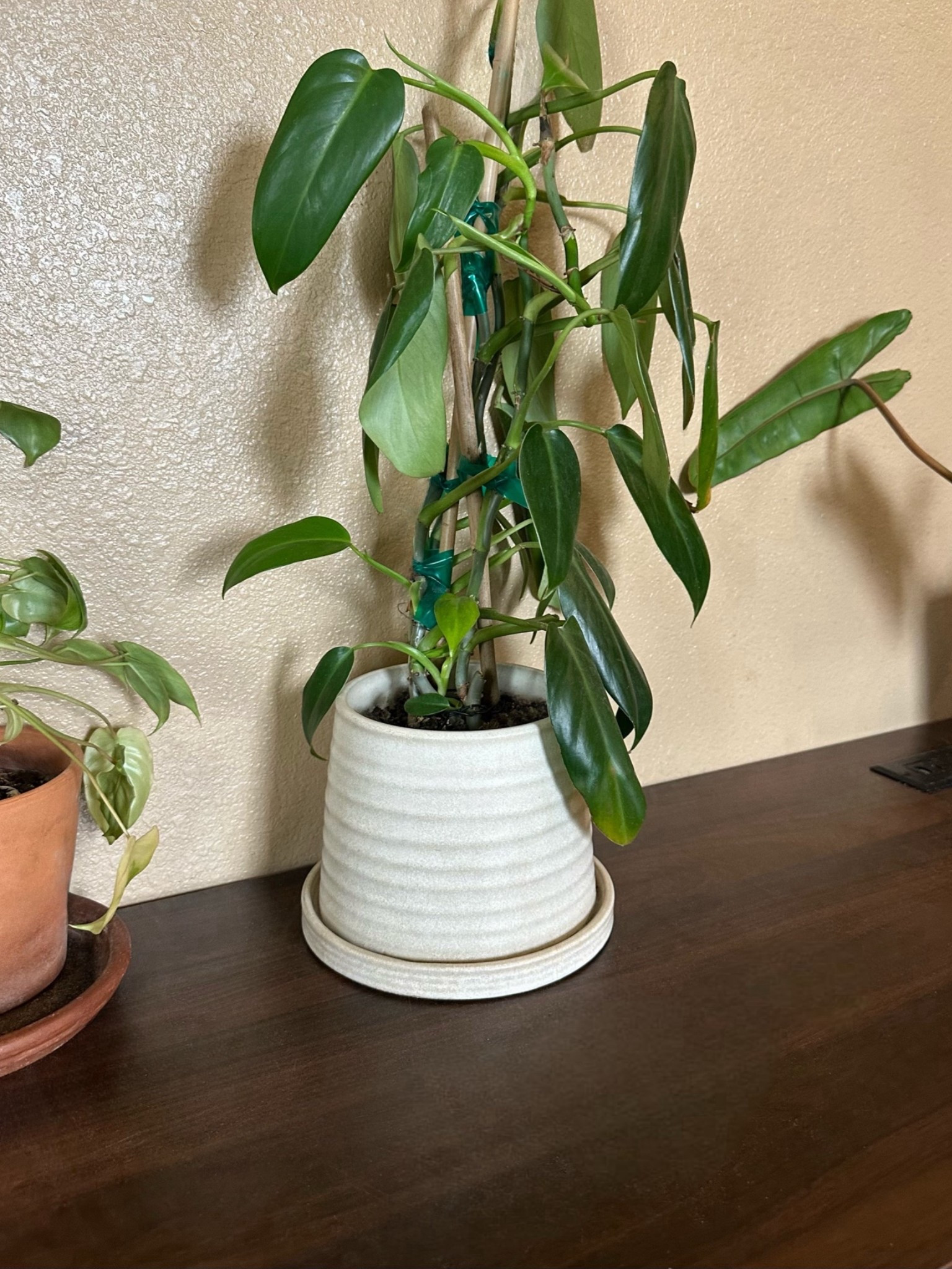 Decorative plant pot

#LTKHome