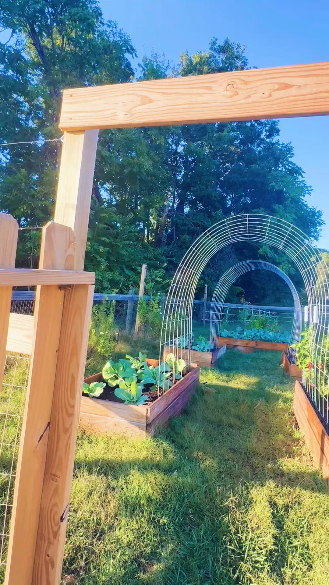 And golden hour 🌞 out in the garden 🪴 pickin’ berries 🩷💜 with my babies 👶🏼 and just soaking in every bit of this sweet season of life!!! 🥬🪻💐🌼
