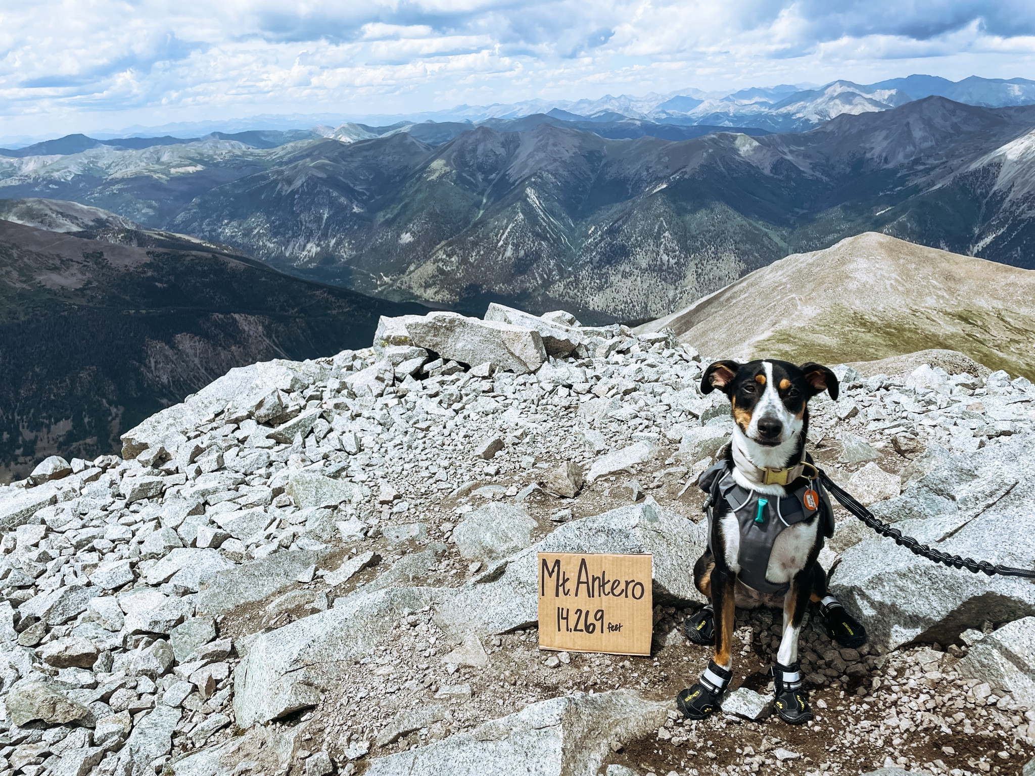 A few of our favorite Amazon Prime Day finds for our furry friends

#LTKxPrimeDay #LTKSaleAlert