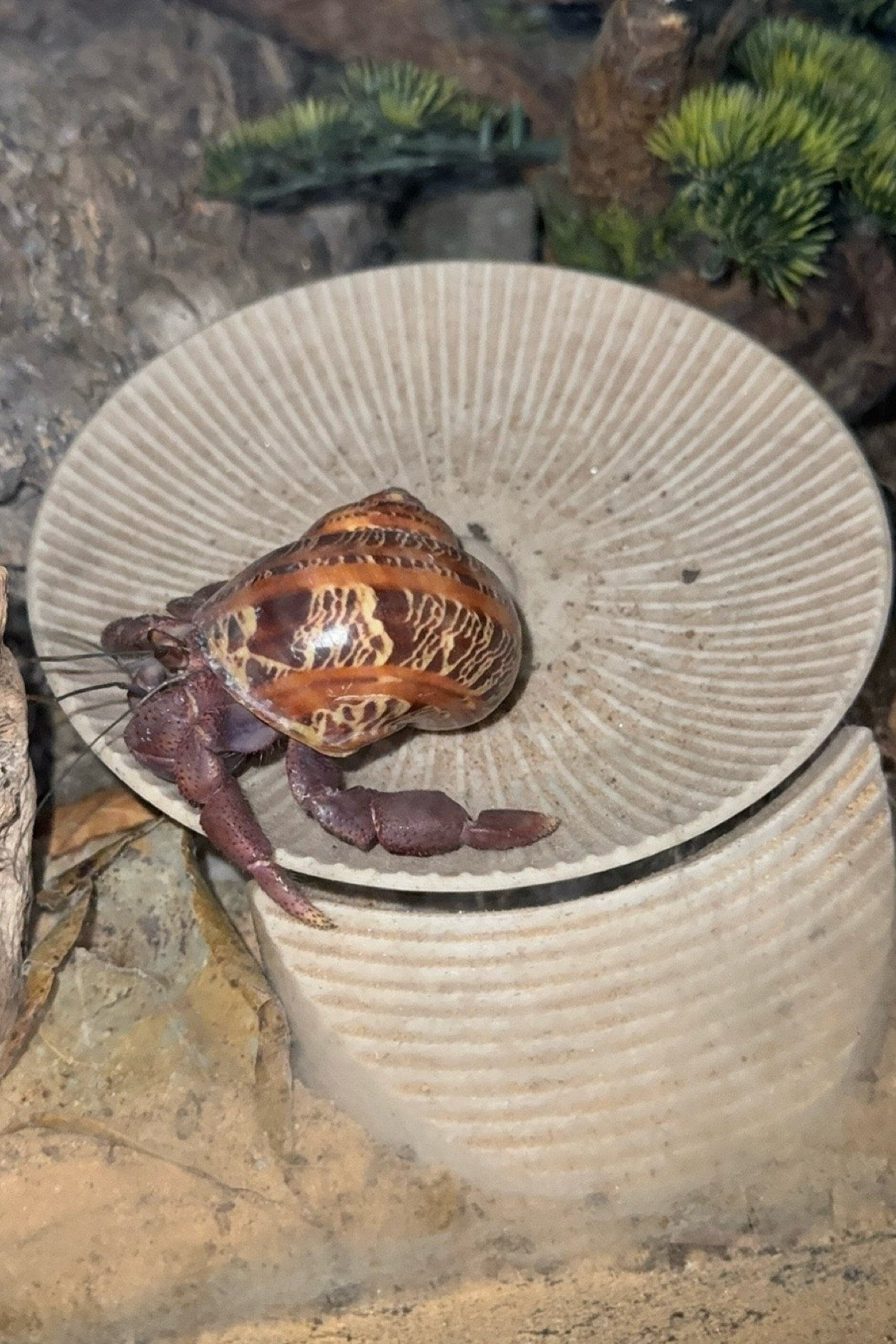 Wheel for hermit crab enrichment! 