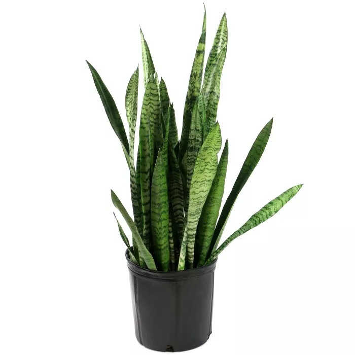 2Gal Snake Plant 'Black Coral' Sansaveria Plant in 10" Grower's Pot - National Plant Network | Target