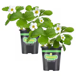 Bonnie Plants 19 oz. Strawberry, Live Plant (2-Pack) 207217 - The Home Depot | The Home Depot