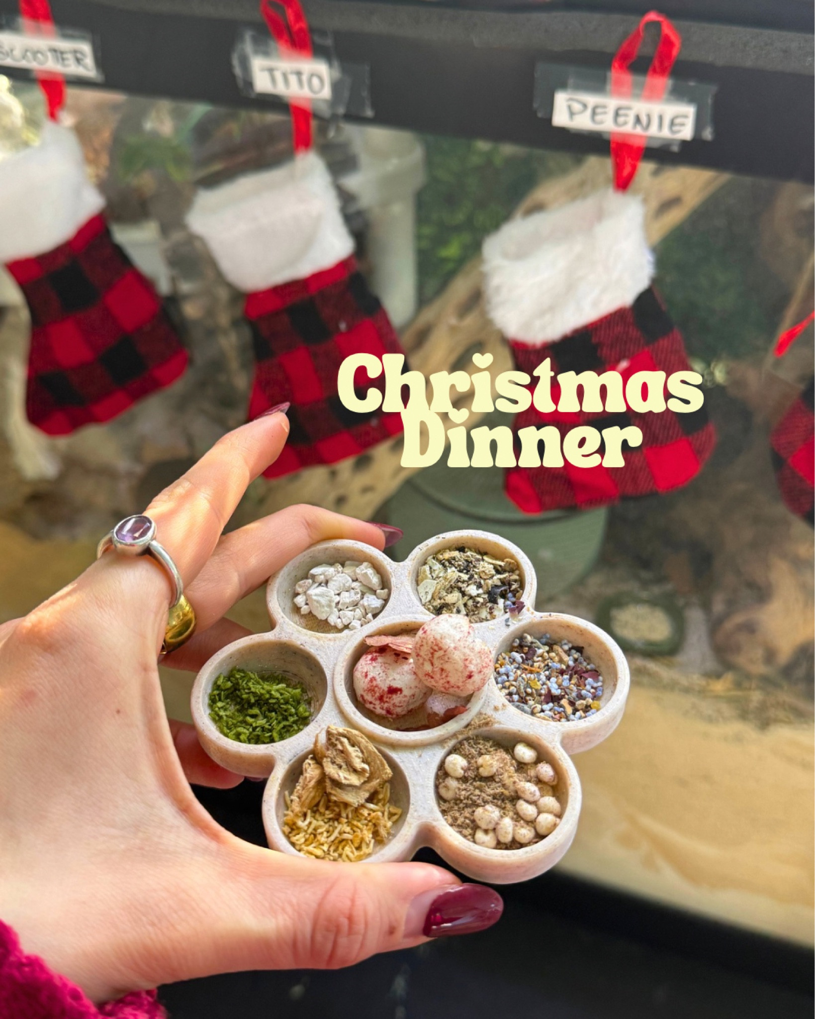 Christmas dinner for the hermit crabs!