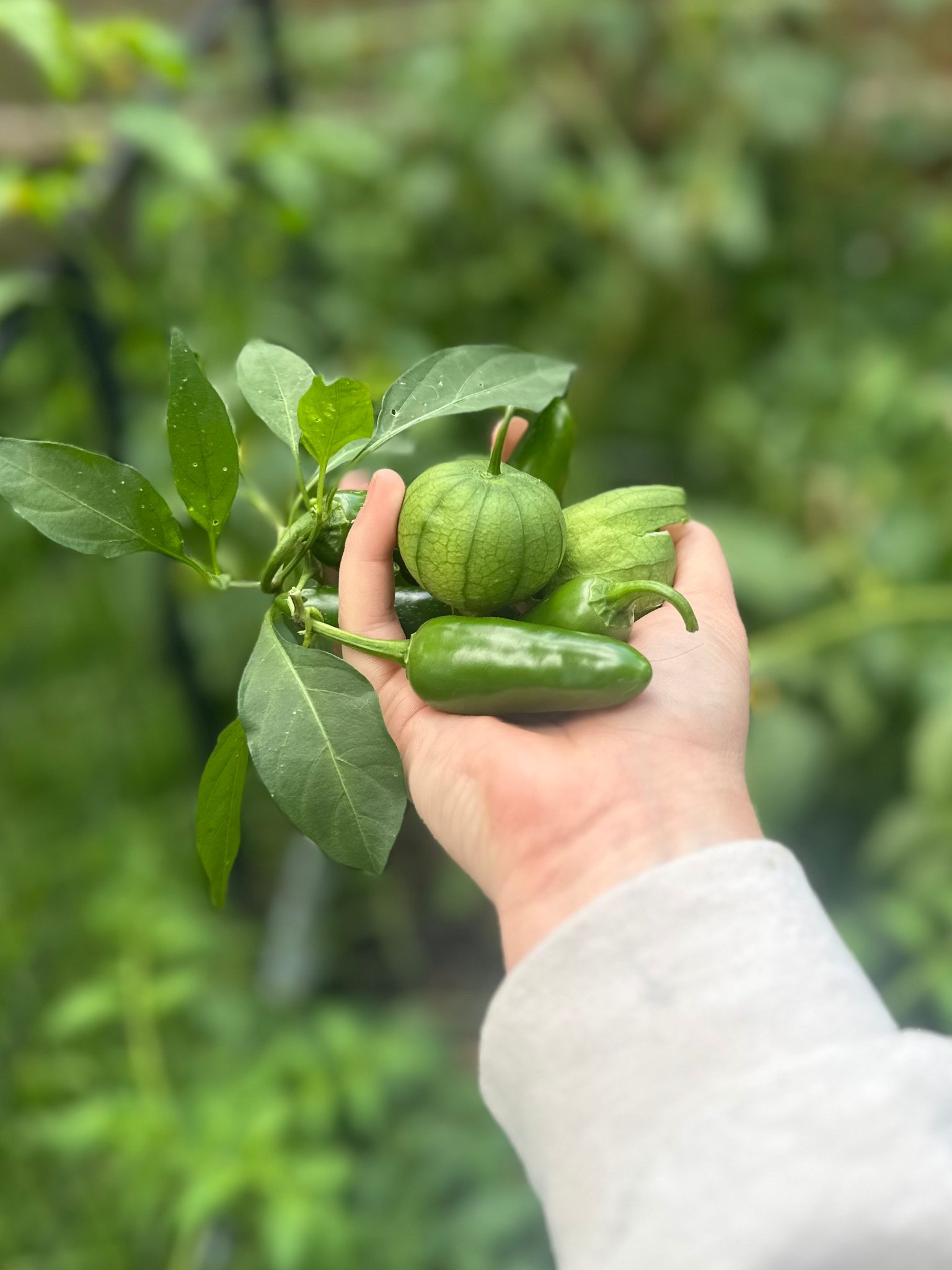 🌱 Fresh-picked tomatillos + jalapeños = salsa night goals 🌮✨ Linking my favorite garden tools, planters & kitchen must-haves so you can grow + enjoy your own

#LTKSeasonal #LTKHome