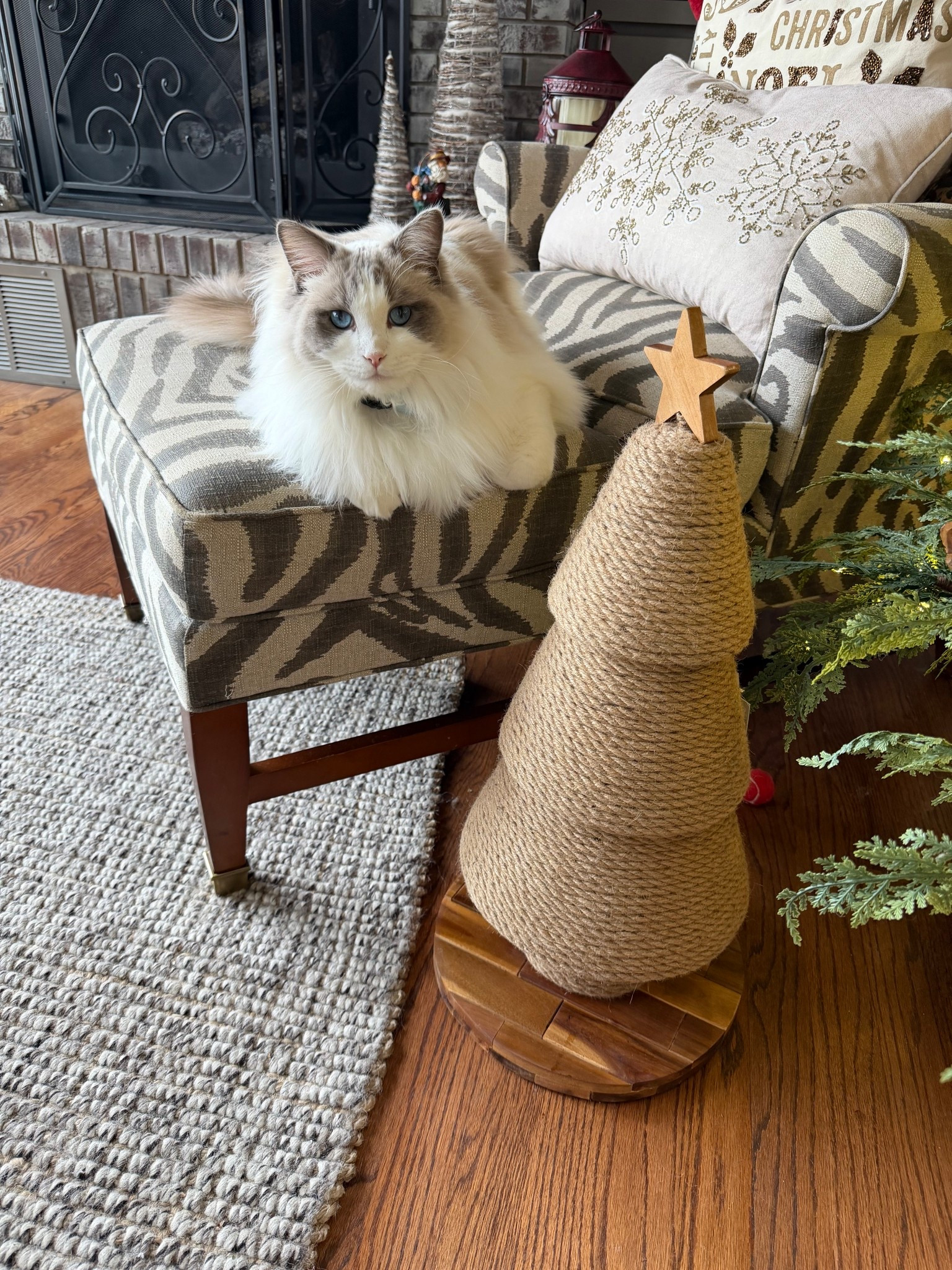 Apollos Christmas Tree 

Cat Scratcher Christmas Tree 🎄 

#LTKSeasonal #LTKHome #LTKFindsUnder50