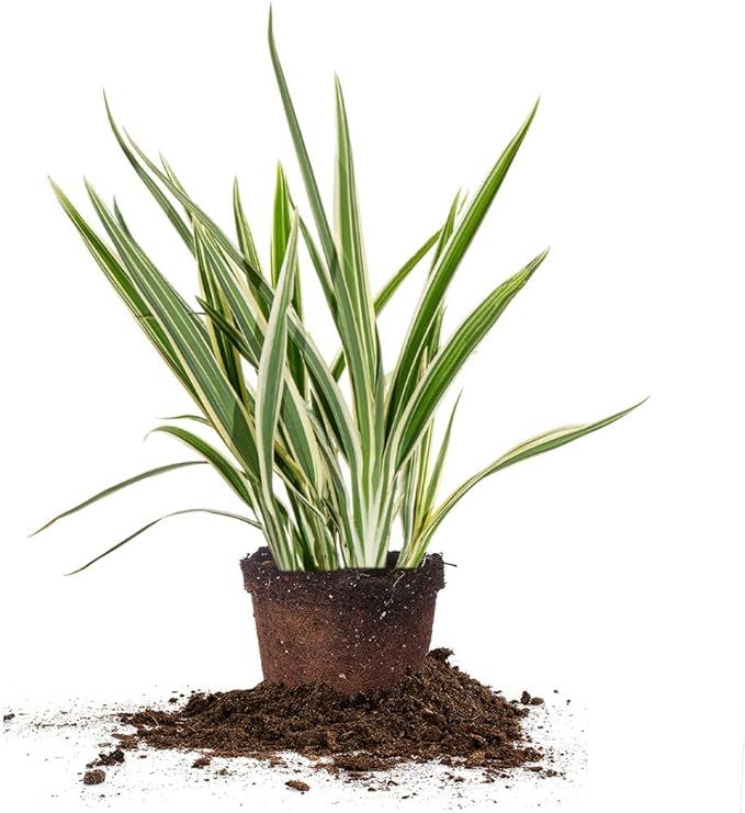 Perfect Plants Flax Lily Live Plant, 1 Gallon, Includes Care Guide | Amazon (US)