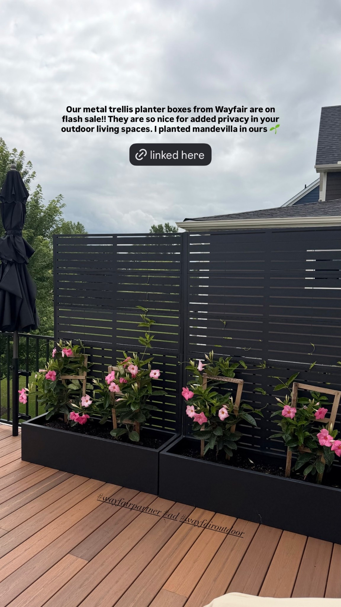 Our metal trellis planter boxes from Wayfair are on flash sale!! They are so nice for added privacy in your outdoor living spaces. I planted mandevilla in ours 🌱

#LTKSaleAlert #LTKHome #LTKSeasonal