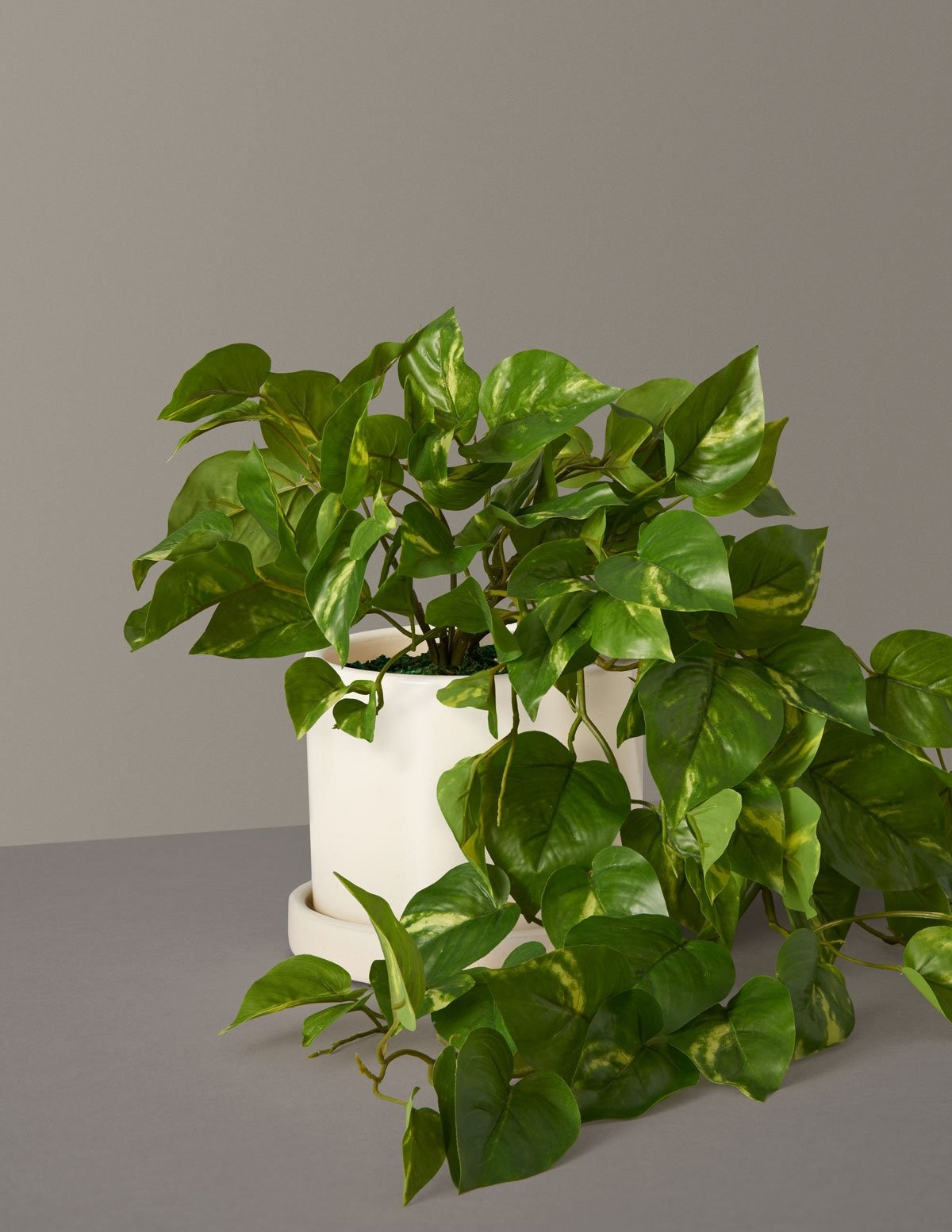 Faux Pothos | The Sill
