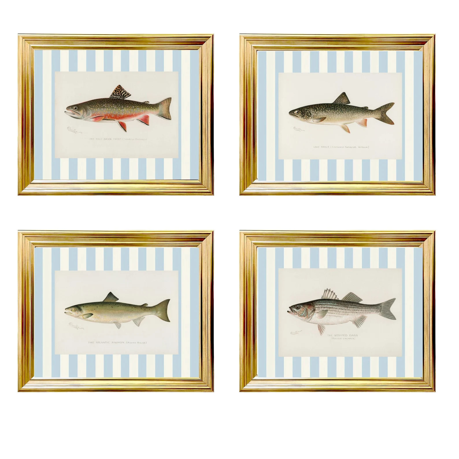 Set of 4 Vintage Fish Prints, Southern Classic Art, Trout Vintage Art, Boy Nursery Art, Vintage H... | Etsy (Global)