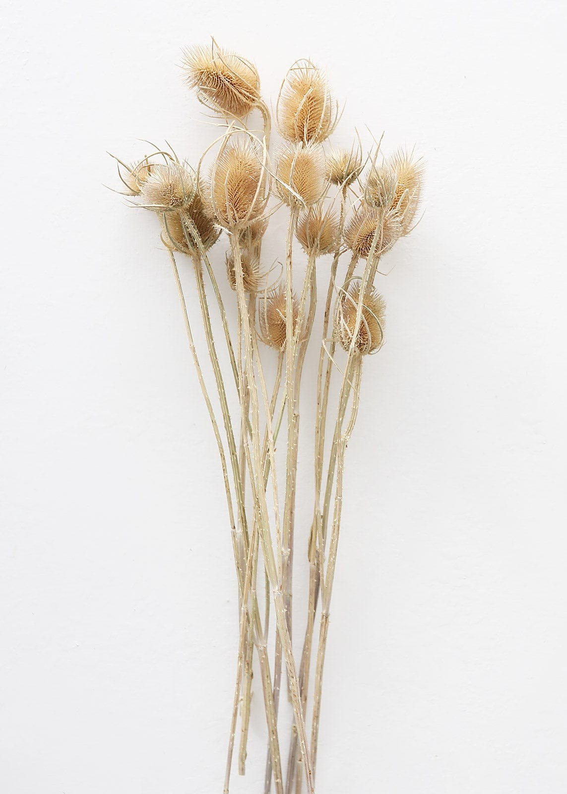 Bundle of 10 Dried Chardon Thistles - 18-24 | Afloral (US)