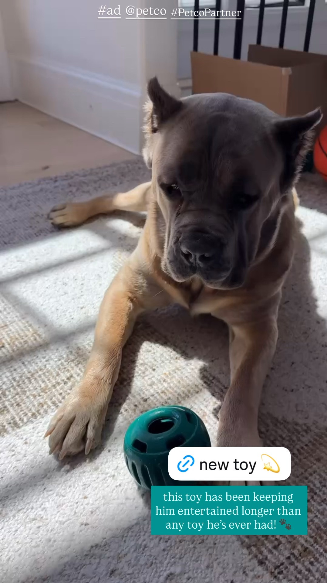 #ad Oso is obsessed with this new toy from @petco 🐾 

#PetcoPartner

#LTKKids #LTKdayinmylife #LTKSeasonal