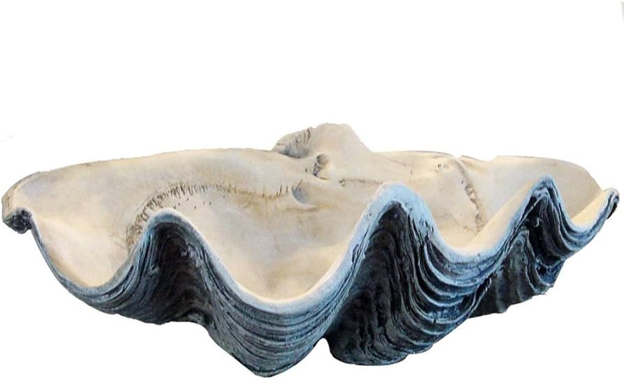 Treasure Gurus GIANT 22" CLAM SHELL tridacna gigas WHITE CLAMSHELL | Amazon (US)