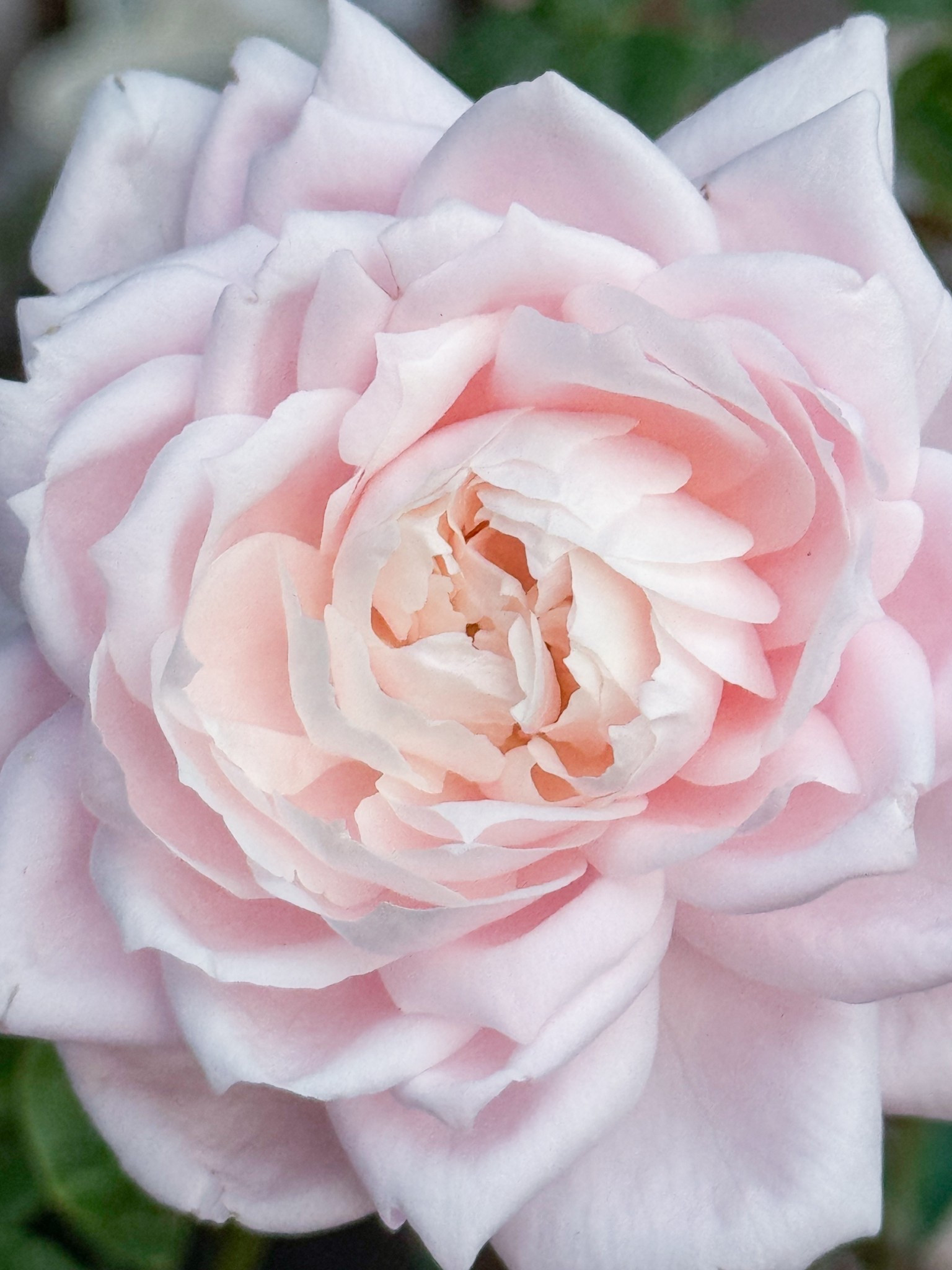 Oh my 🫠🫠🫠 Cherry Antike has me hooked on her first bloom 🫠🫠🫠

#LTKSeasonal #LTKGiftGuide #LTKFindsUnder100