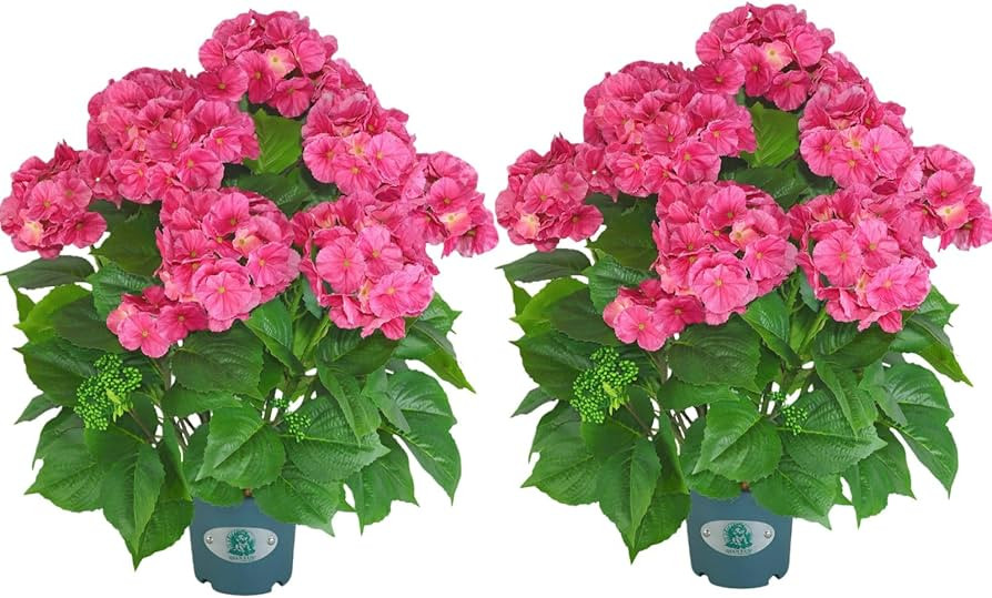 23” Artificial Hydrangea Tree in Pot, Faux Pink Hydrangea Artificial Flowers, Potted Fake Plant... | Amazon (US)