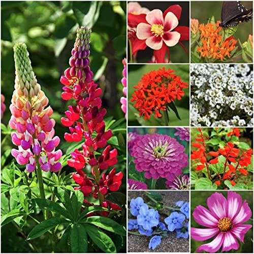 Seed Needs, 2.1 oz Bulk Package - 30,000 Seeds Hummingbird and Butterfly Attracting Wildflower Mixtu | Amazon (US)
