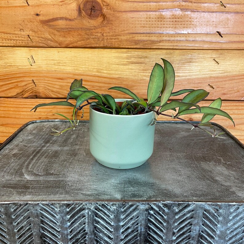 Hoya Rosita, 2" Plant - Etsy | Etsy (US)