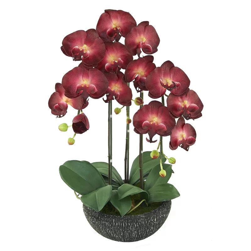 Phalaenopsis Orchid Floral Arrangement in Pot | Wayfair North America