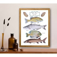 Saint Louis Fish Species, Fine Art Print | Etsy (US)