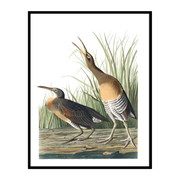 Vintage Marsh Hens | Urban Garden Prints
