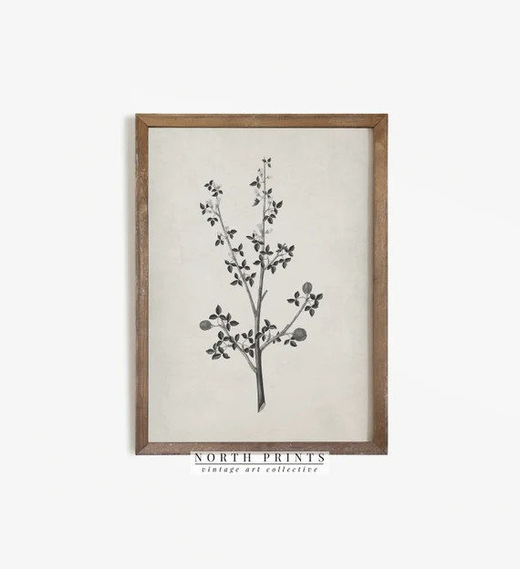 Antique Botanical Art Print  Neutral Vintage Plant Wall Art  - Etsy | Etsy (US)