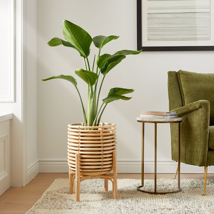 Live Bird Of Paradise Plant w/ Grow Pot | West Elm (US)