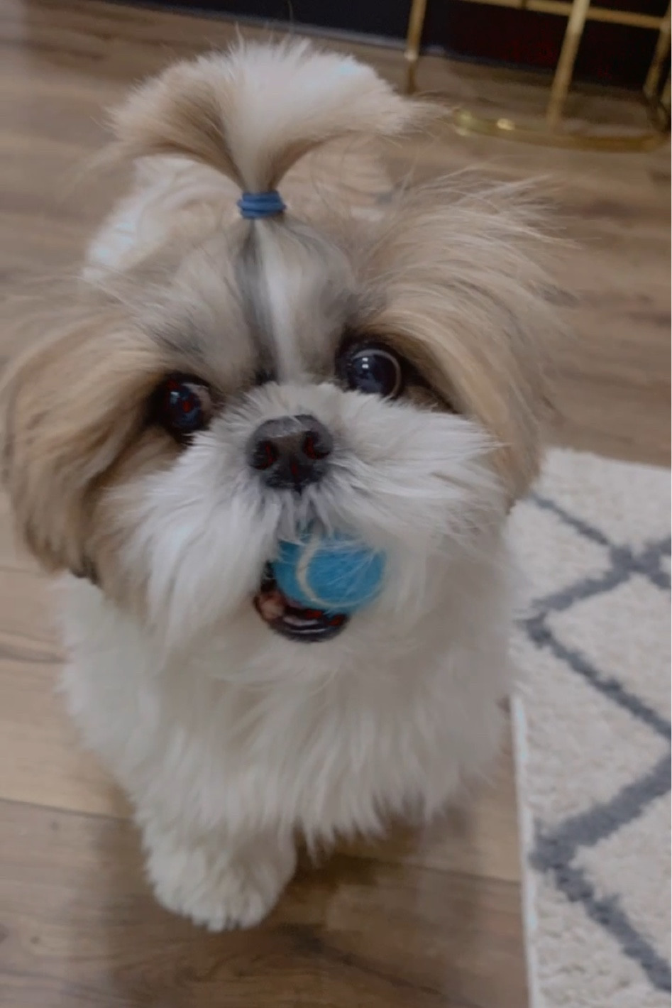 Ball launcher

#LTKFind #LTKfit #LTKU