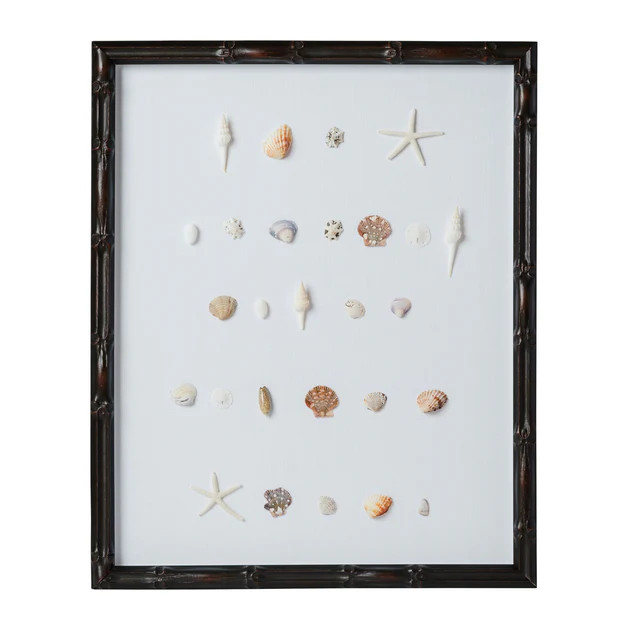 Bespoke Shell Study Art - Walnut Bamboo Frame | Cailini Coastal