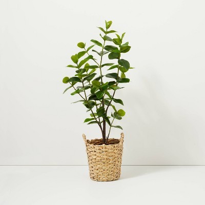 40" Faux Autograph Tree in Planter - Hearth & Hand™ with Magnolia | Target