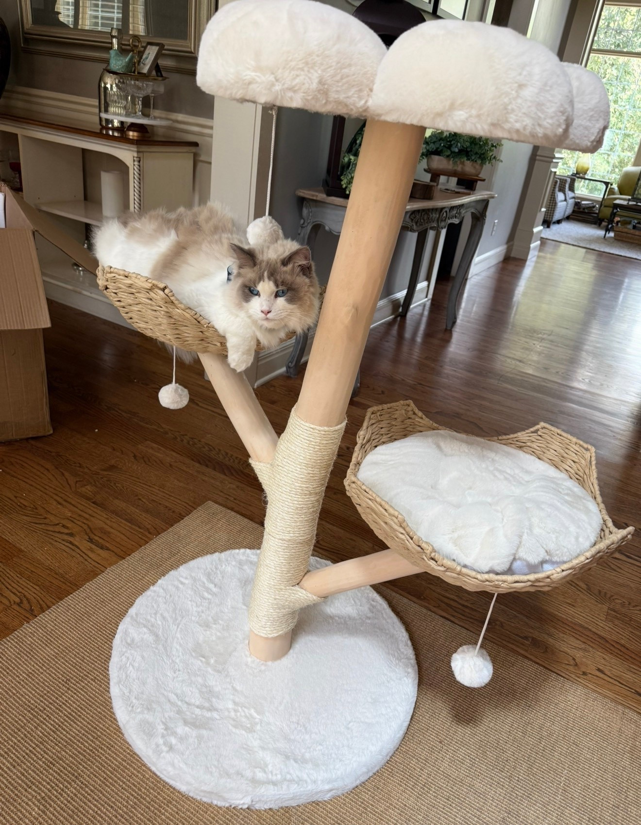 Apollo is one happy boy 🐾🩵🐾 I love this super cute cat tree most or not this one is adorable and he loves it too!! talk about a Crazy Busy Mama win  👏👏👏￼

#LTKmomlife #LTKstorytime #LTKHome