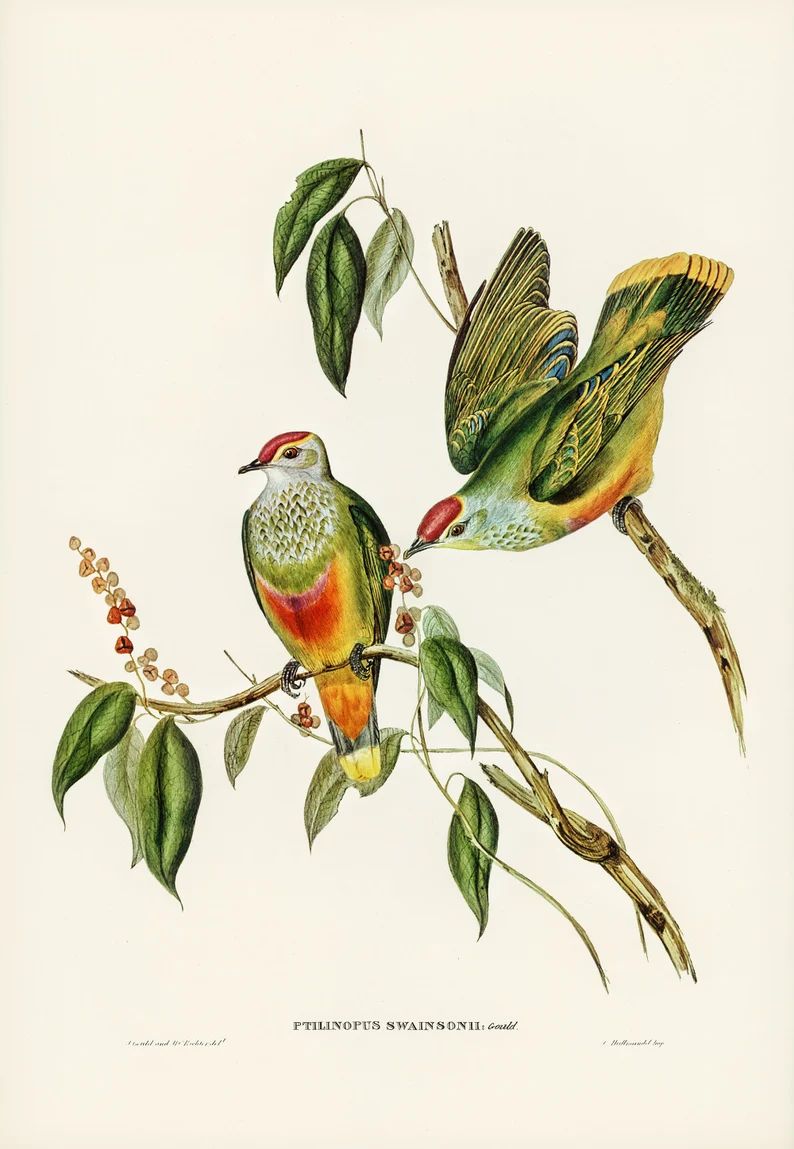 John Gould : "Swainson's Fruit Pigeon (Ptilinopus Swainsonii)" (1840-1848) - Giclee Fine Art Prin... | Etsy (US)
