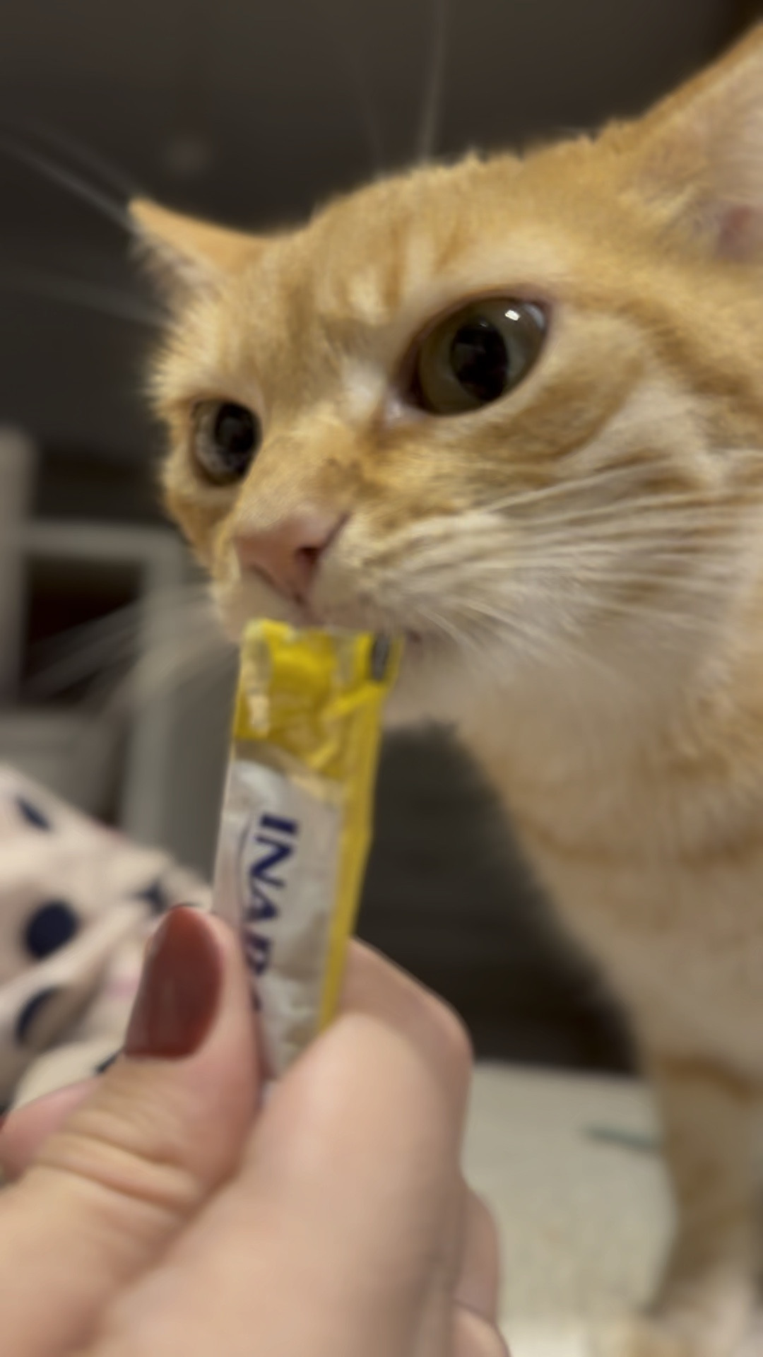 Mamães de Gatos: Já deram o churu? 

O Creme de Churu é uma espécie de purê para gatos que pode ser colocado sobre a ração ou dado como agrado. Eles adoram! O Churu é feito pela Inaba e conquistou os gatos de todo o mundo. Seu alto teor de umidade faz com que, esse petisco importado para gatos ajude bastante na saúde do pet.
Aqui a Sofie ADORA

#LTKbeauty #LTKbrasil #LTKwinter