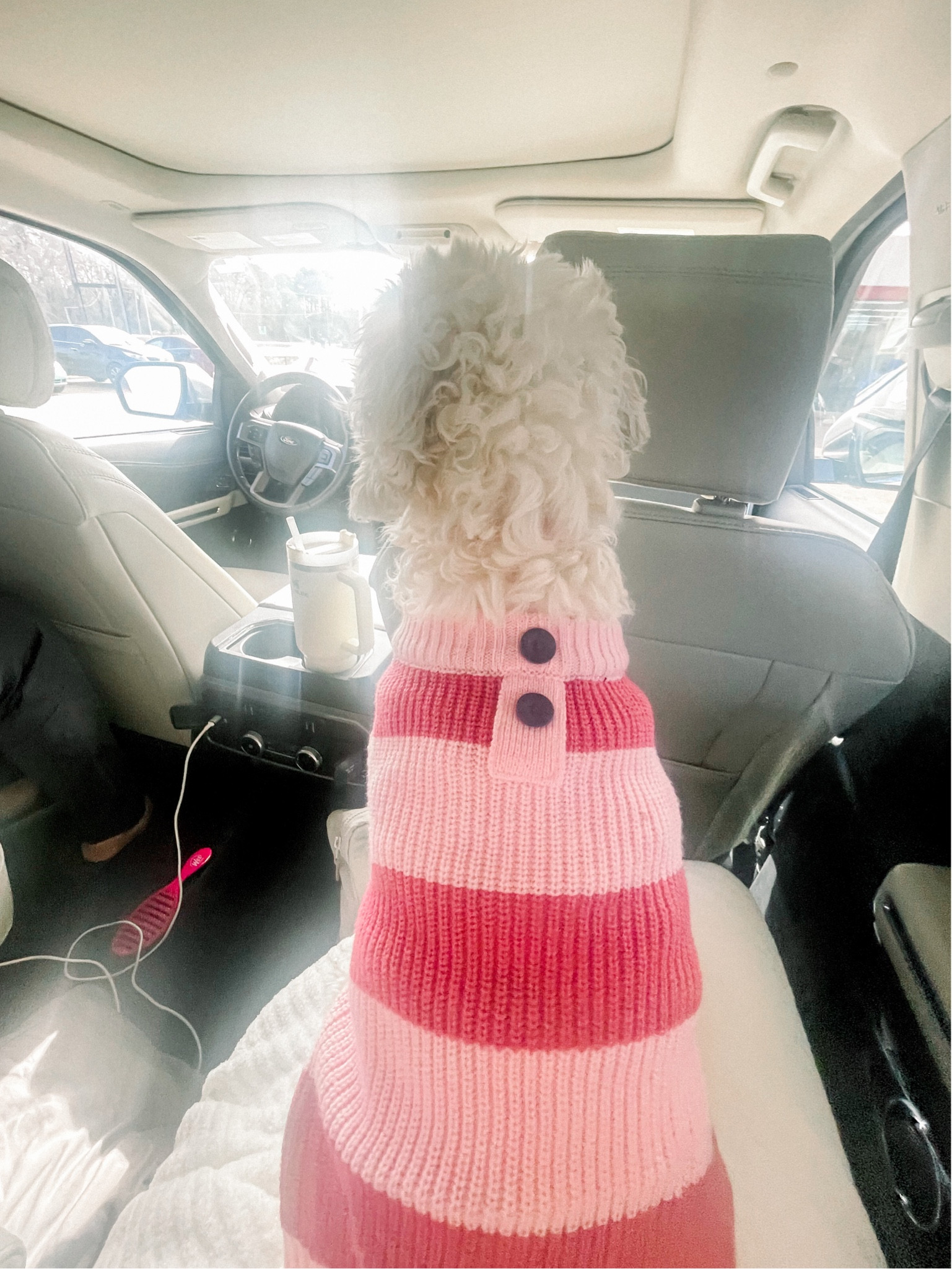 The cutest dog fit!!!🥹

#LTKunder50 #LTKfit #LTKhome