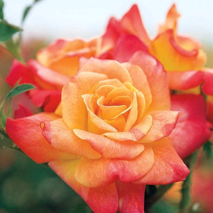 Spring Hill Nurseries - Joseph's Coat Climbing Rose, Live Bareroot Plant with Yellow/Orange/Pink ... | Amazon (US)