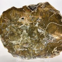 Agatized Petrified Wood, 5.5"", Polished, Slab, Display Specimen, Fossil, #r-5385 | Etsy (US)