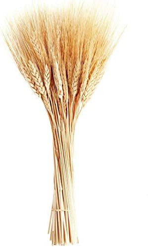 Amazon.com: June Fox Dried Wheat Stalks, 100 Stems Wheat Sheaves for Decorating Wedding Table Hom... | Amazon (US)
