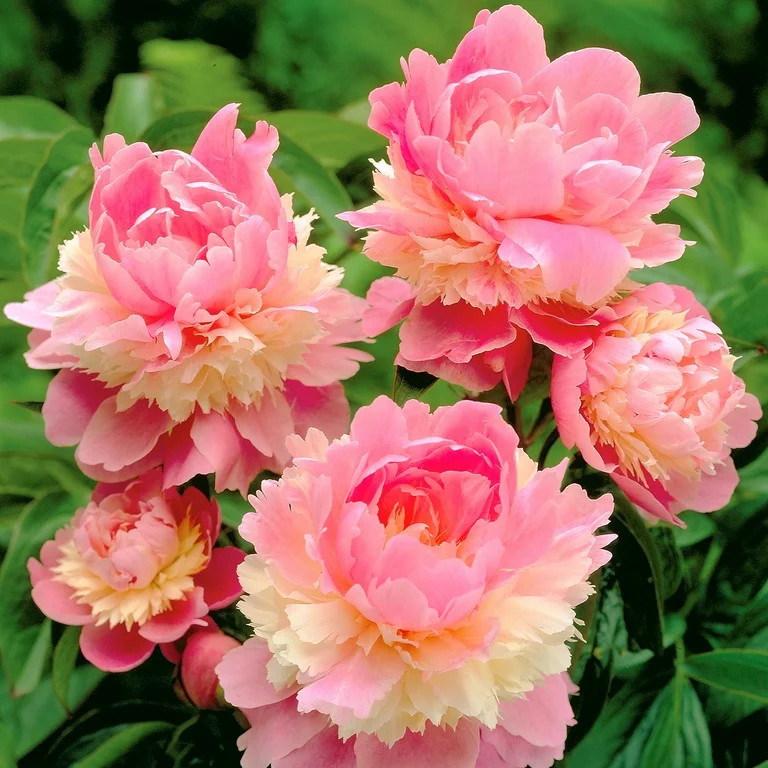 Van Zyverden Peony Sorbet Dormant Bare Plant Root Partial Sun; 3-6hrs Multi-Color | Walmart (US)