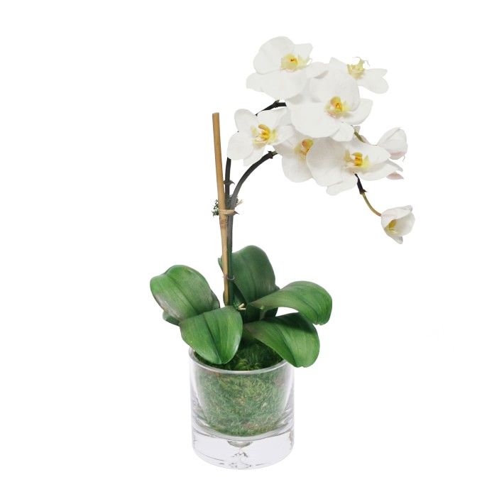 Faux Single Orchid in Glass Vase | Williams-Sonoma