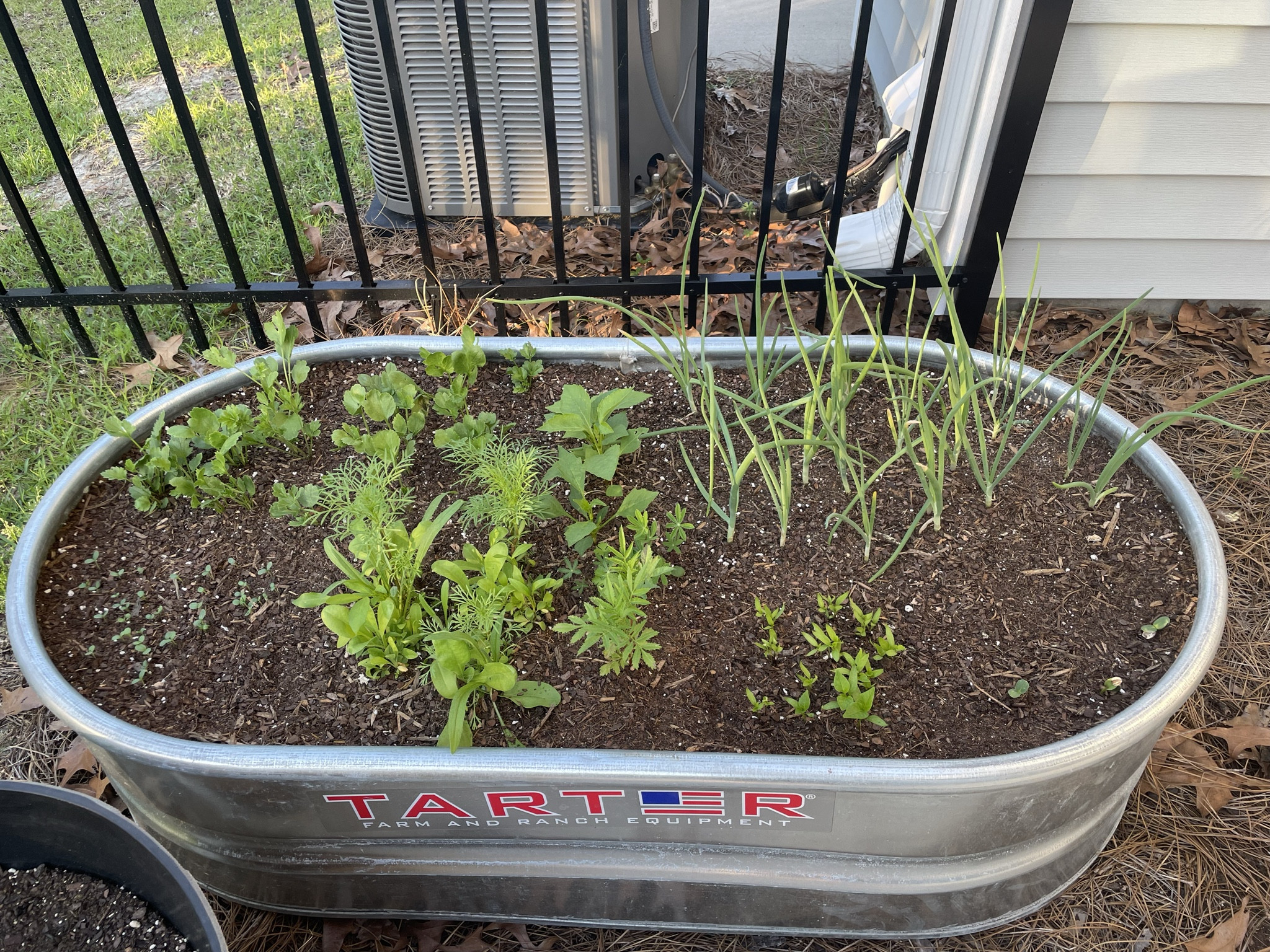 Renter-friendly gardening 🪴grope

#LTKActive #LTKSeasonal #LTKhome