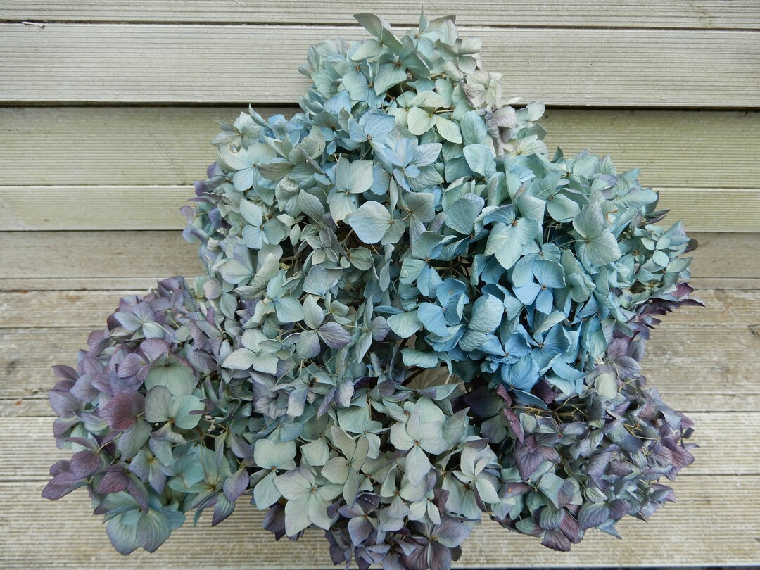 Dried Hydrangea Flowers, Small Floret Lt. Blue, Lt. Green, Cream w/ Purple Highlights , 8 Stems, ... | Etsy (US)